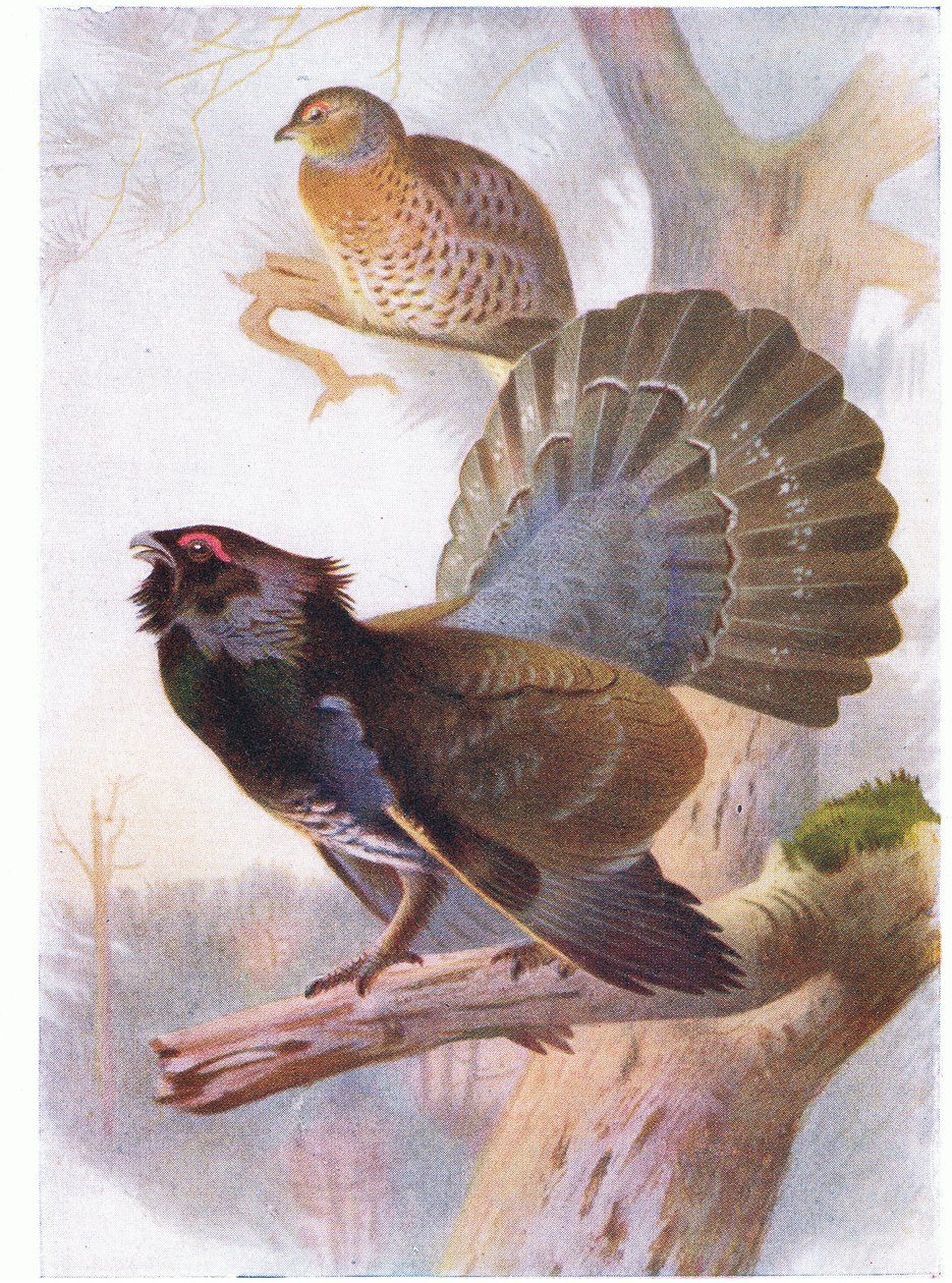 Auerhahn von Archibald Thorburn