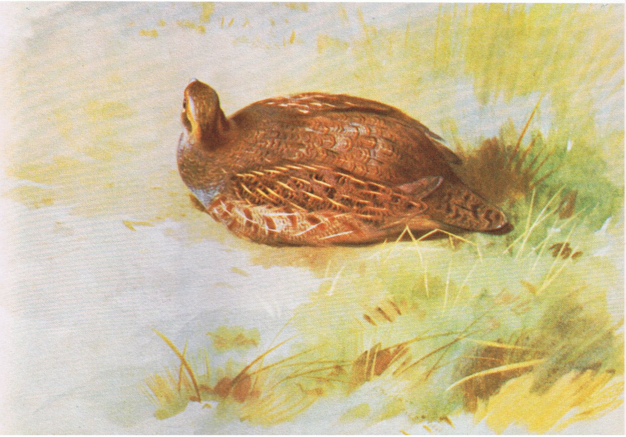 Rebhuhn, veröffentlicht von Book Club Associates, 1972 von Archibald Thorburn