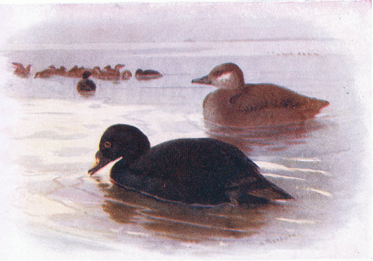Trauerente von Archibald Thorburn