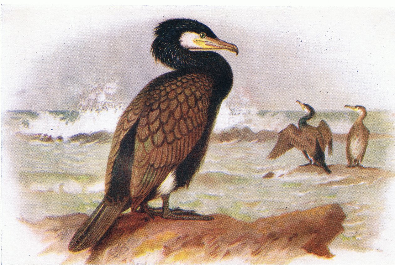 Kormoran von Archibald Thorburn