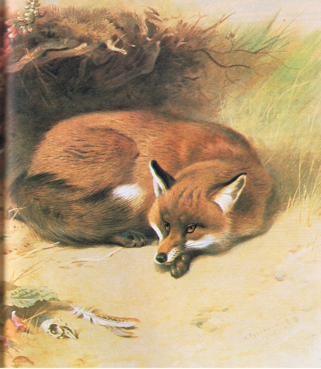 Fuchs, veröffentlicht von Book Club Associates, 1972 von Archibald Thorburn