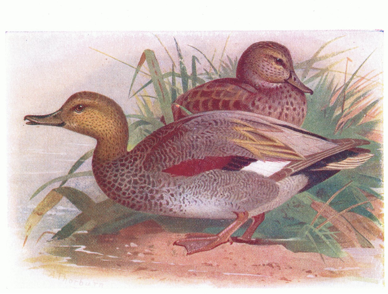 Schnatterente von Archibald Thorburn