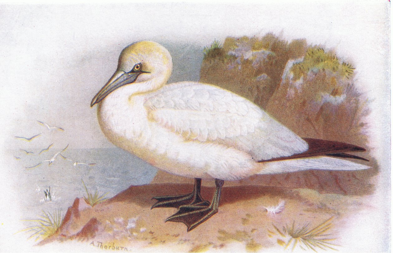 Tölpel von Archibald Thorburn