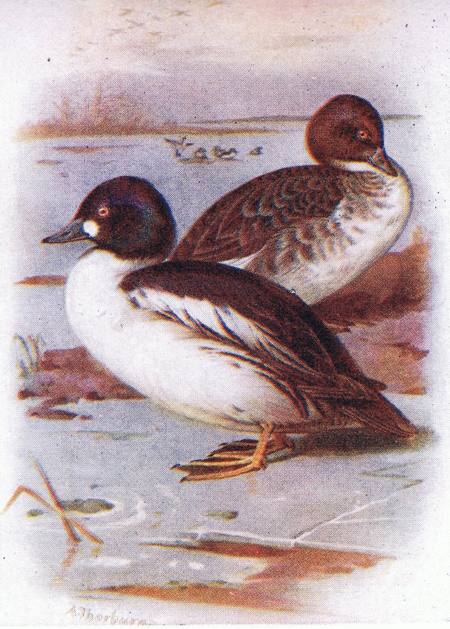 Schellente von Archibald Thorburn