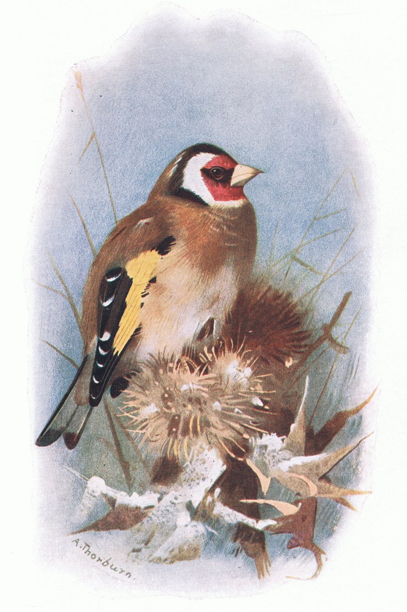 Stieglitz, aus Britische Vögel, veröffentlicht von Longmans, 1932 von Archibald Thorburn