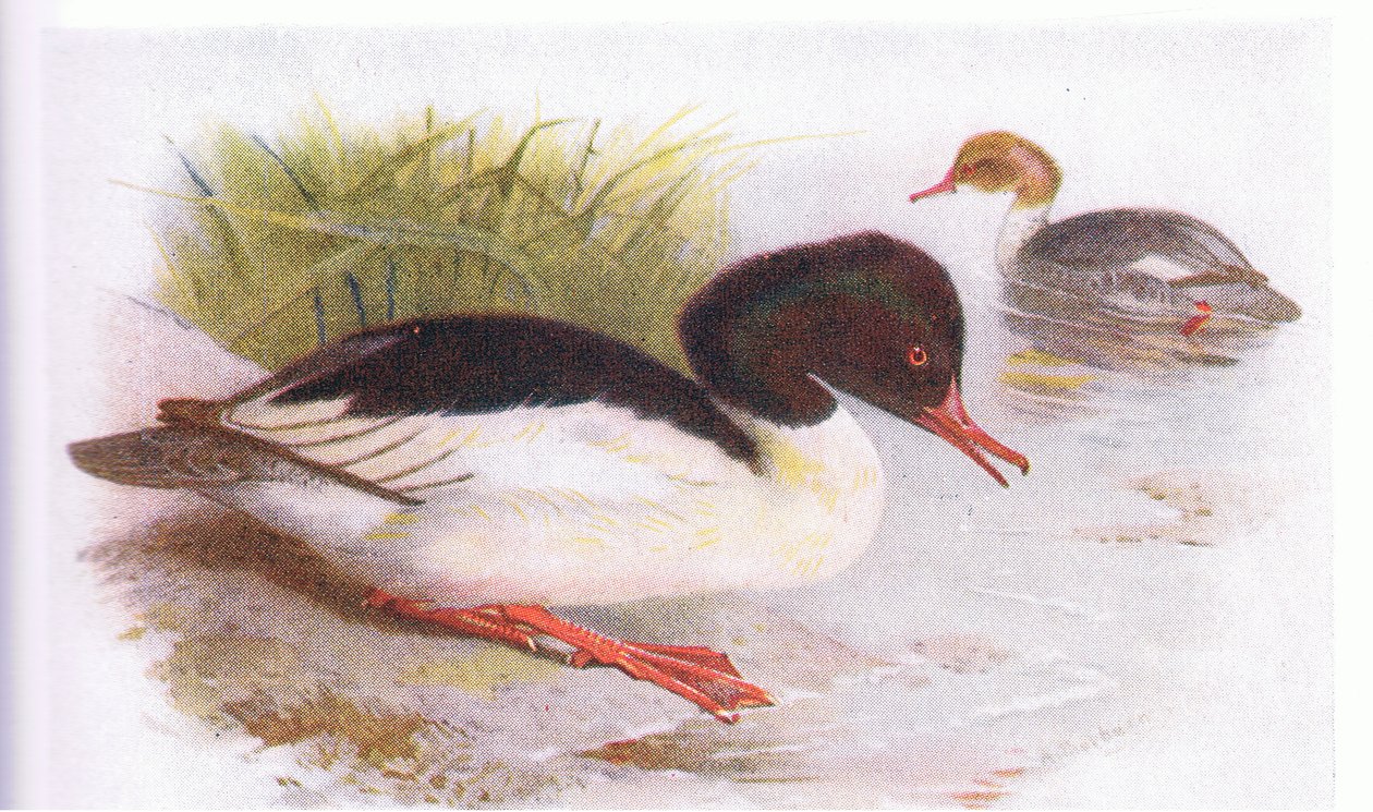 Gänsesäger von Archibald Thorburn