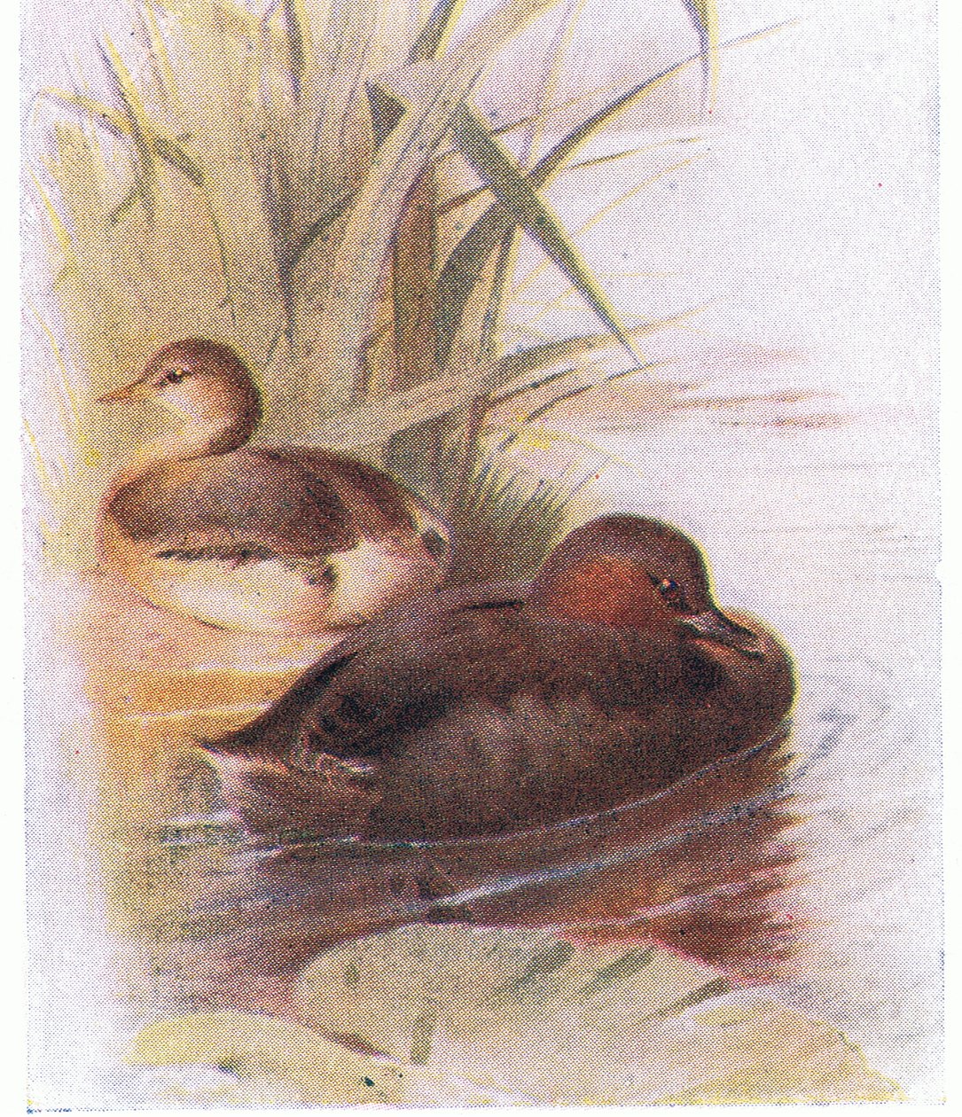 Zwergtaucher von Archibald Thorburn