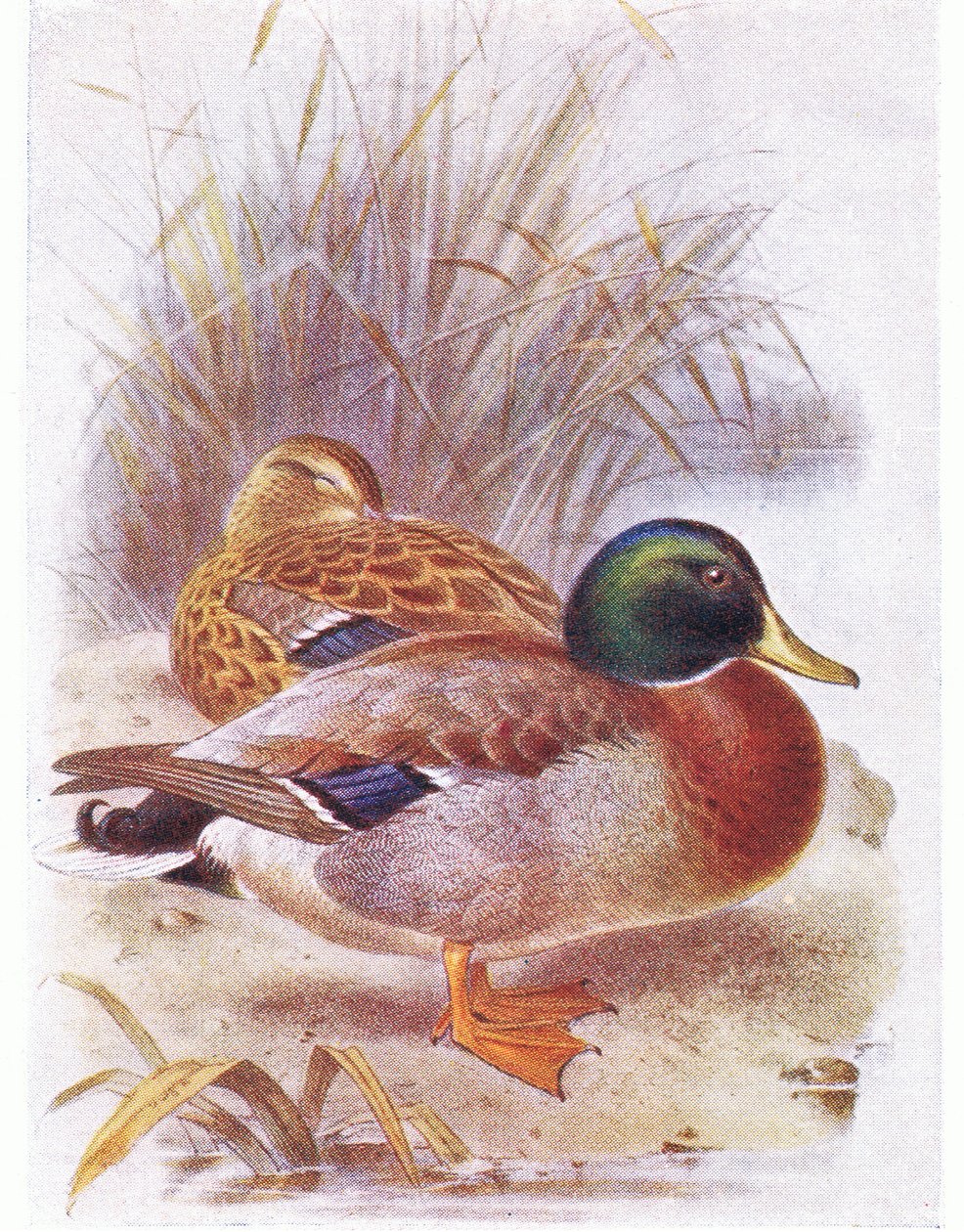 Stockente von Archibald Thorburn