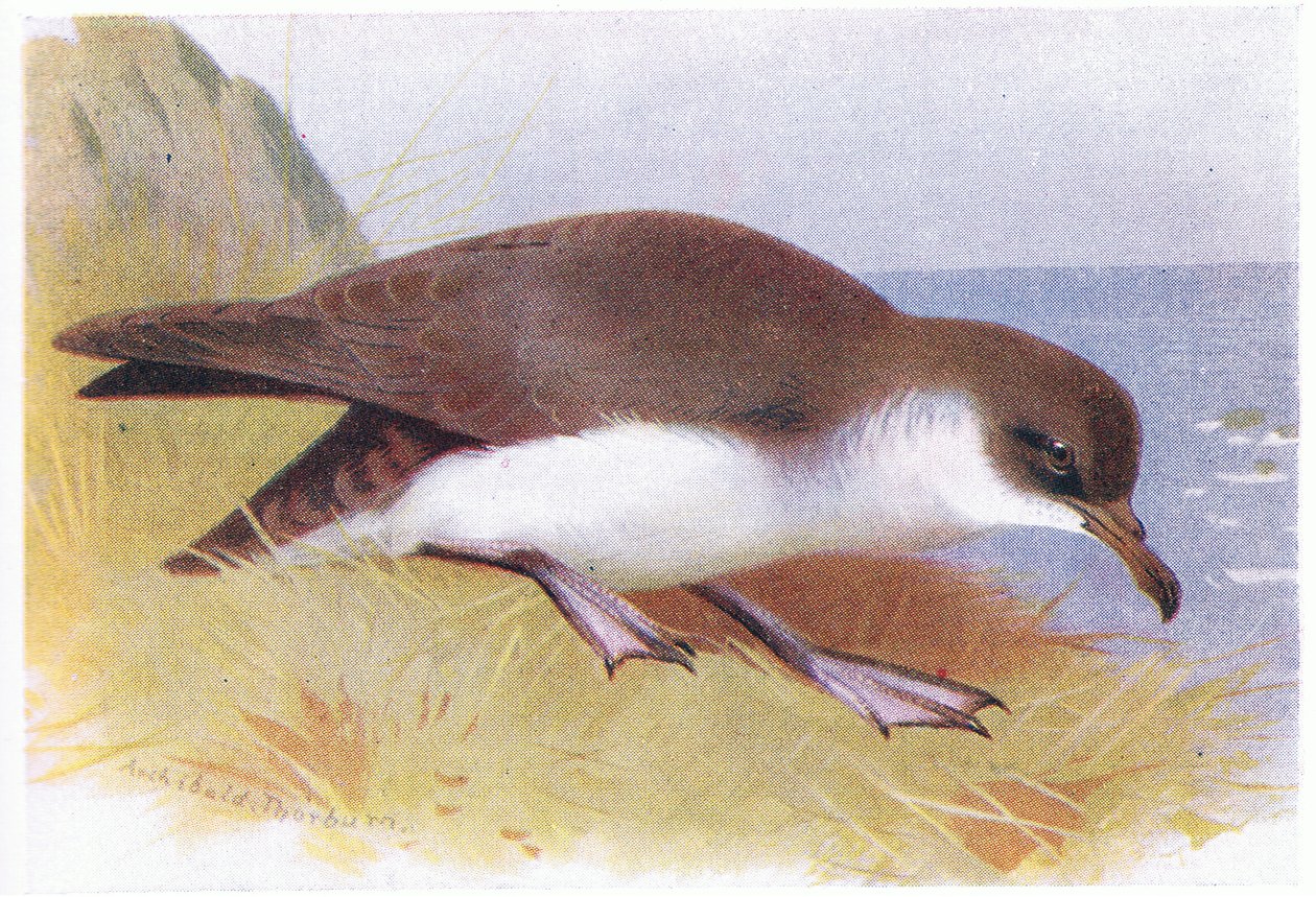 Manx-Sturmtaucher von Archibald Thorburn