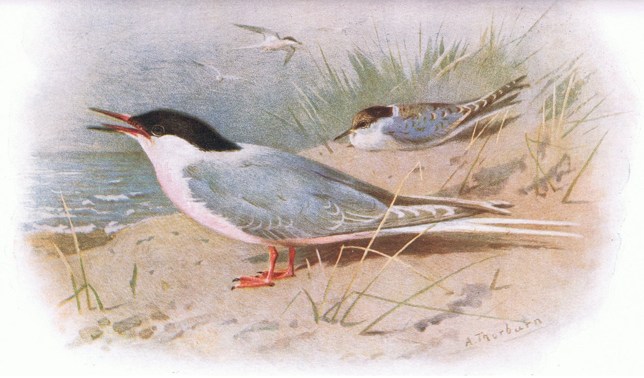 Rosenseeschwalbe, aus Britische Vögel, veröffentlicht von Longmans, 1932 von Archibald Thorburn