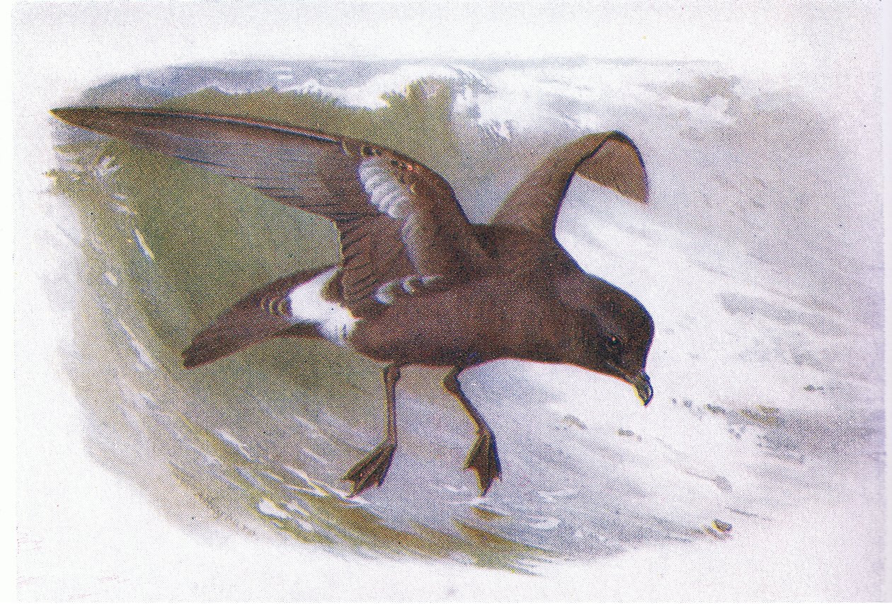 Sturmschwalbe von Archibald Thorburn