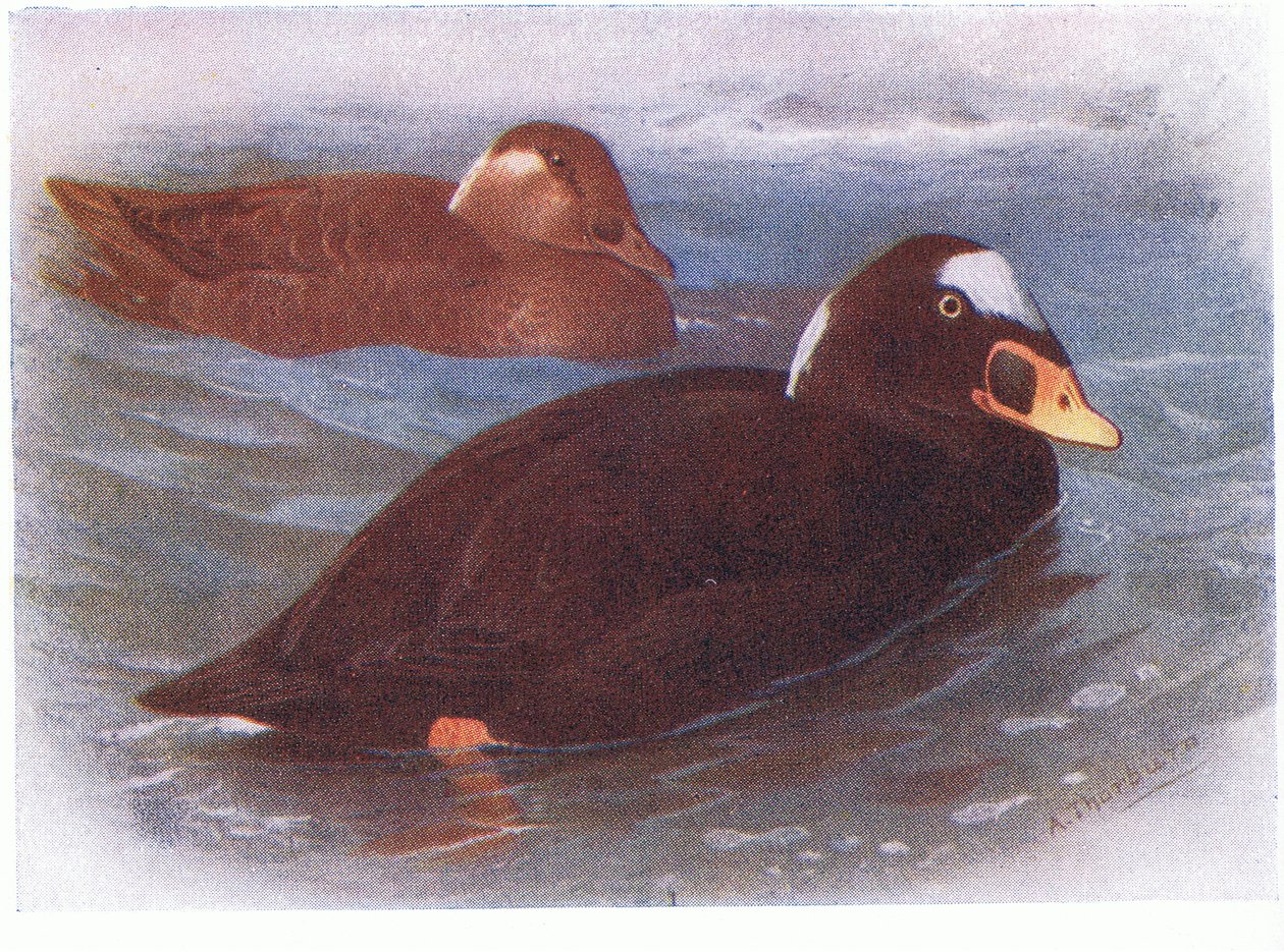 Trauerente von Archibald Thorburn