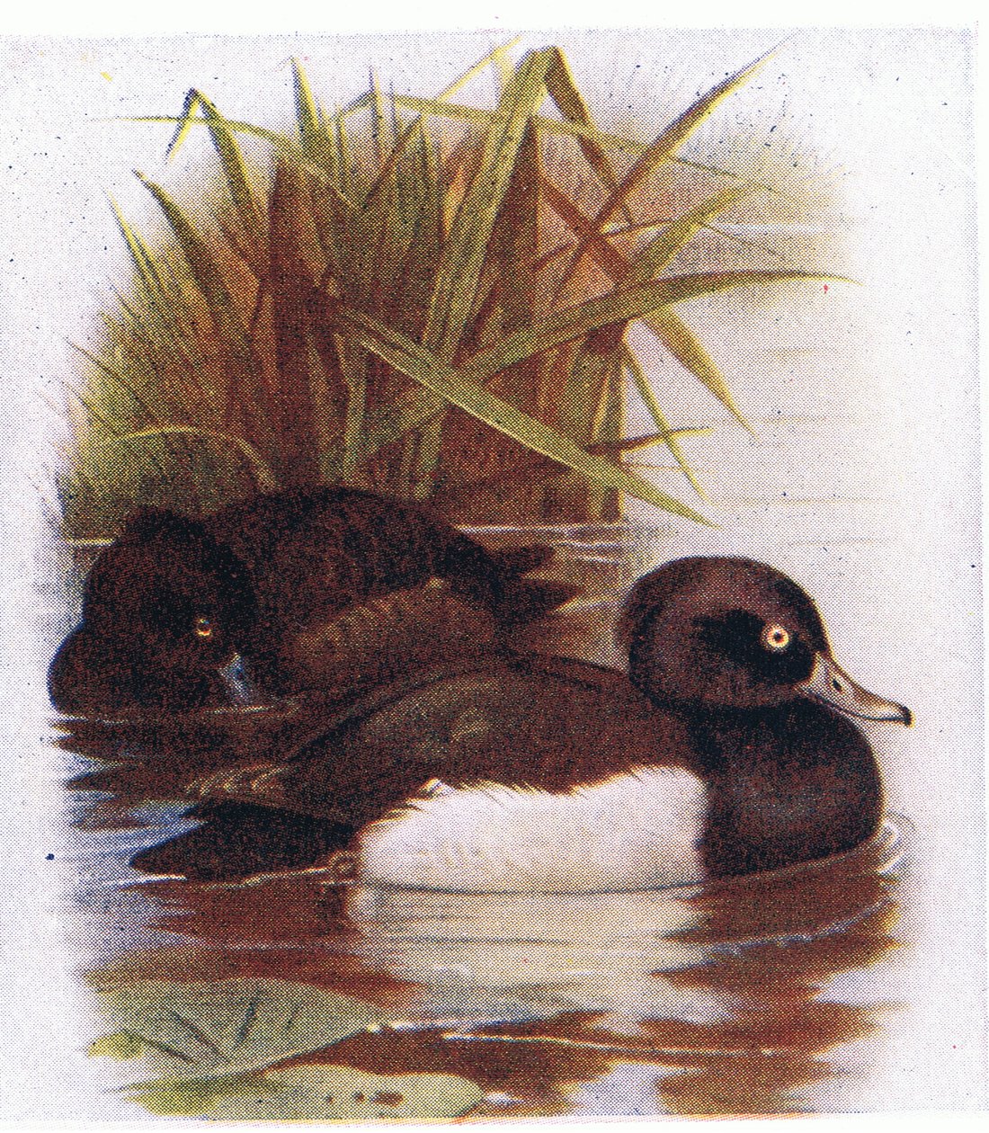 Reiherente von Archibald Thorburn