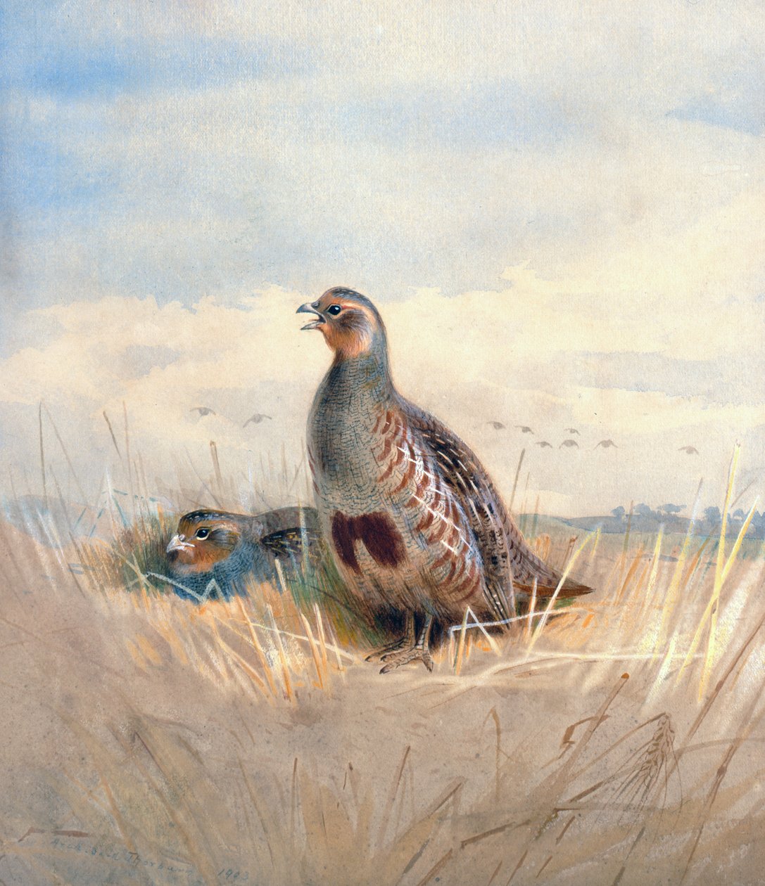 Zwei englische Rebhühner, 1903 von Archibald Thorburn