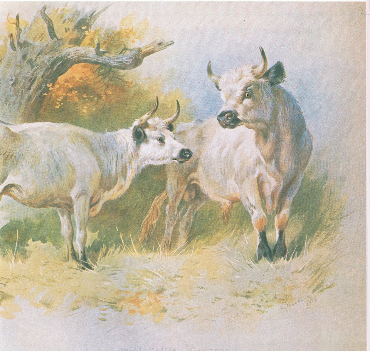 Wildrinder, veröffentlicht von Book Club Associates, 1972 von Archibald Thorburn
