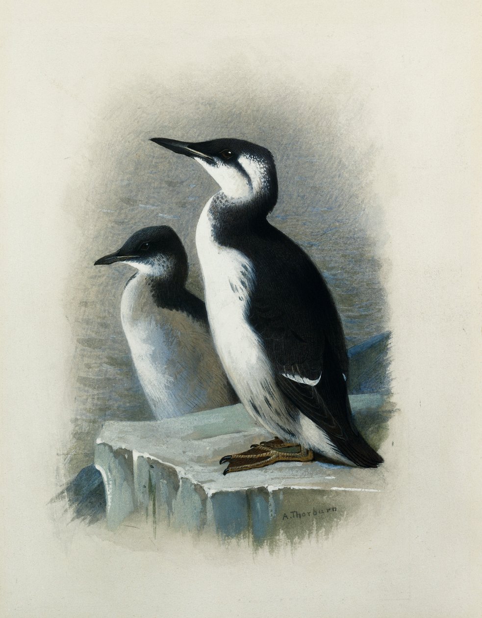 Ein Dickschnabellumme von Archibald Thorburn
