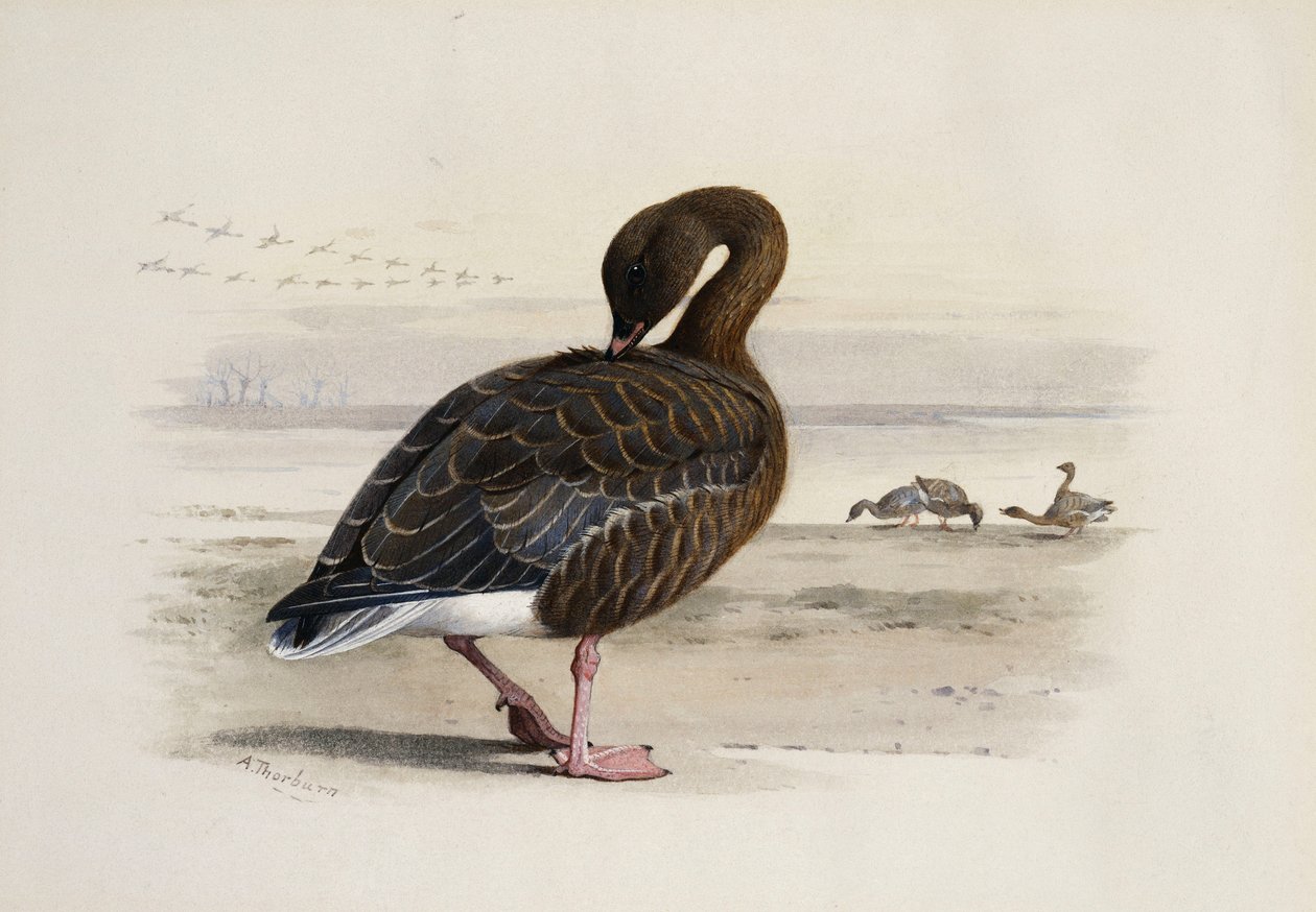 Eine Kurzschnabelgans von Archibald Thorburn