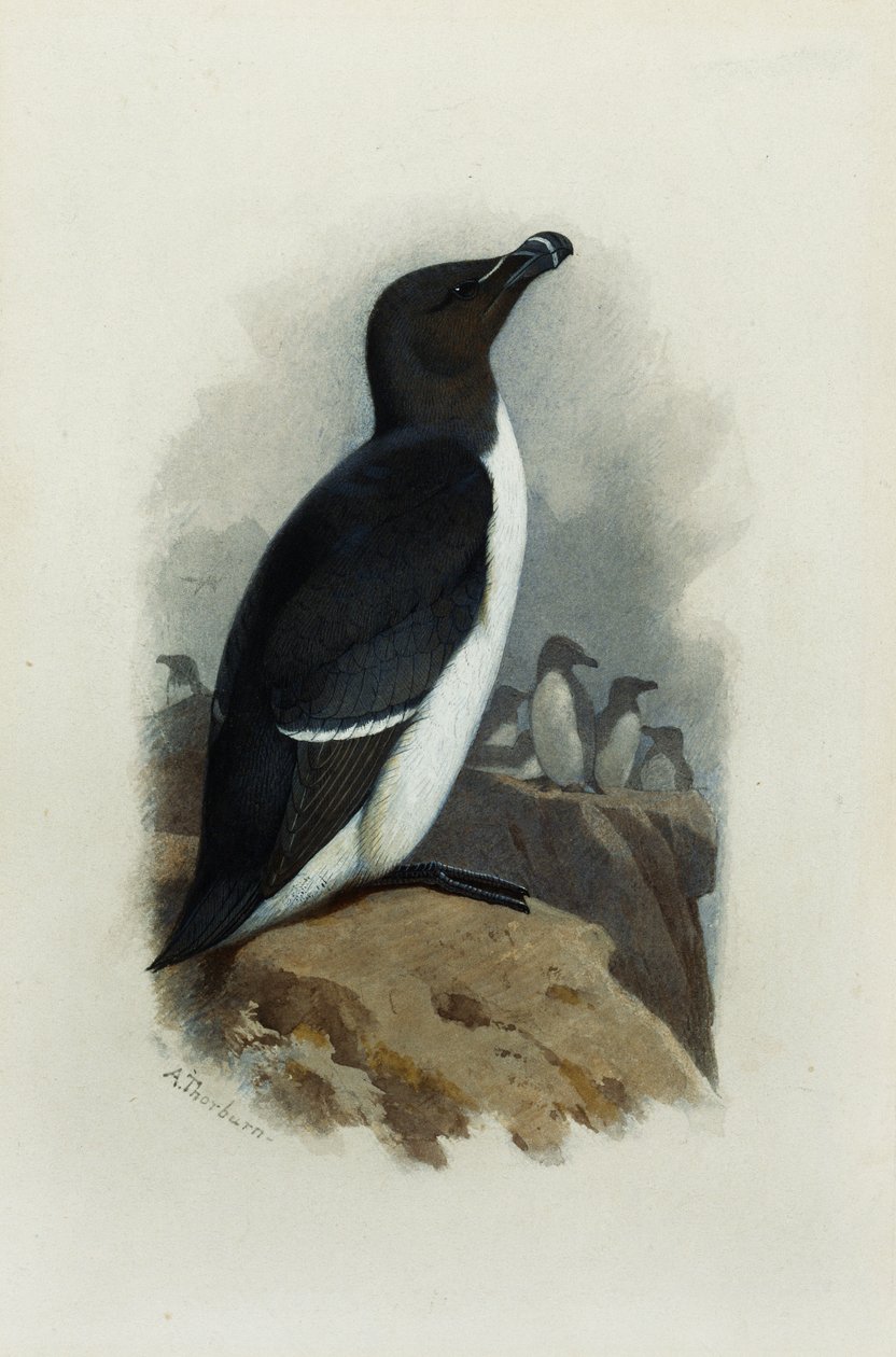 Ein Tordalk von Archibald Thorburn