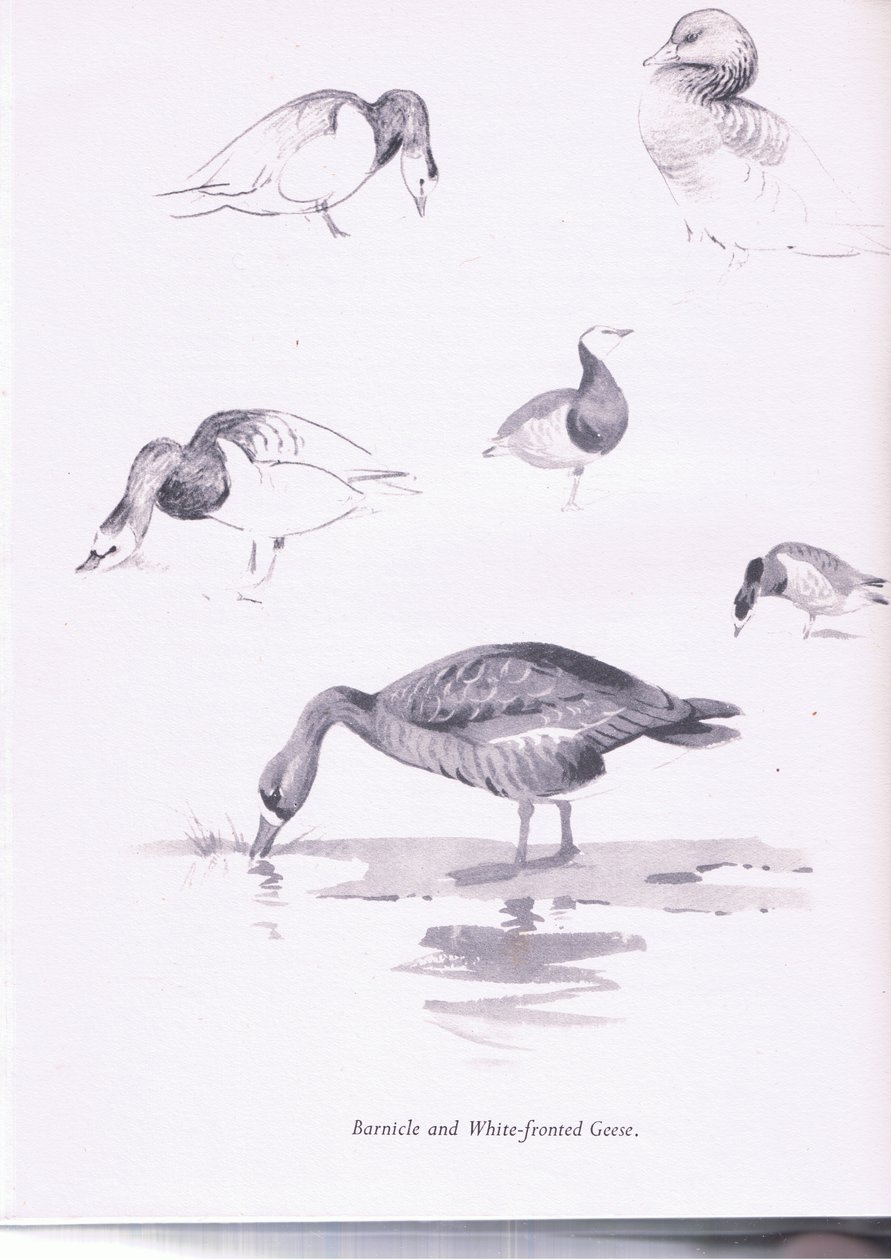 Ringelgänse und Blässgänse von Archibald Thorburn