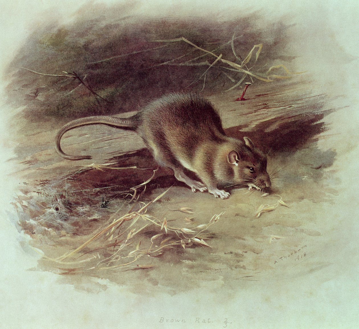 Braune Ratte (Rattus norvegicus) 1918 von Archibald Thorburn