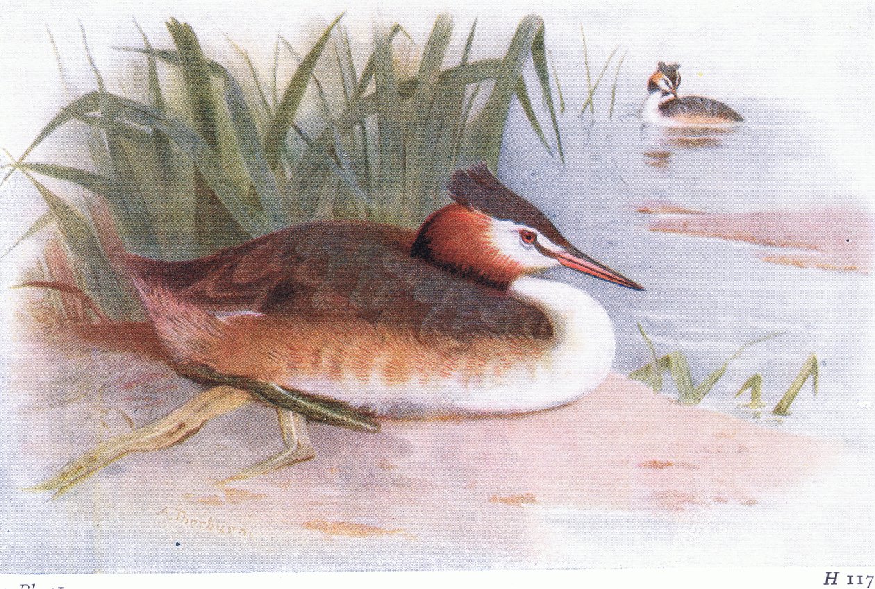 Haubentaucher von Archibald Thorburn
