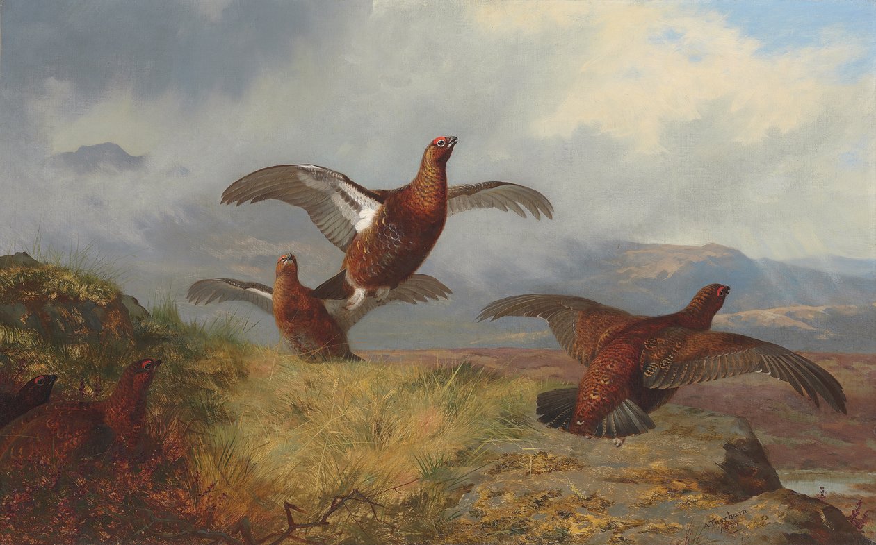 Fliegendes Moorhuhn von Archibald Thorburn