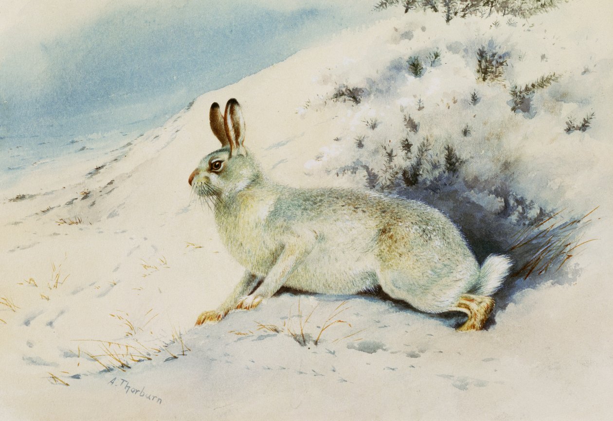 Hase von Archibald Thorburn