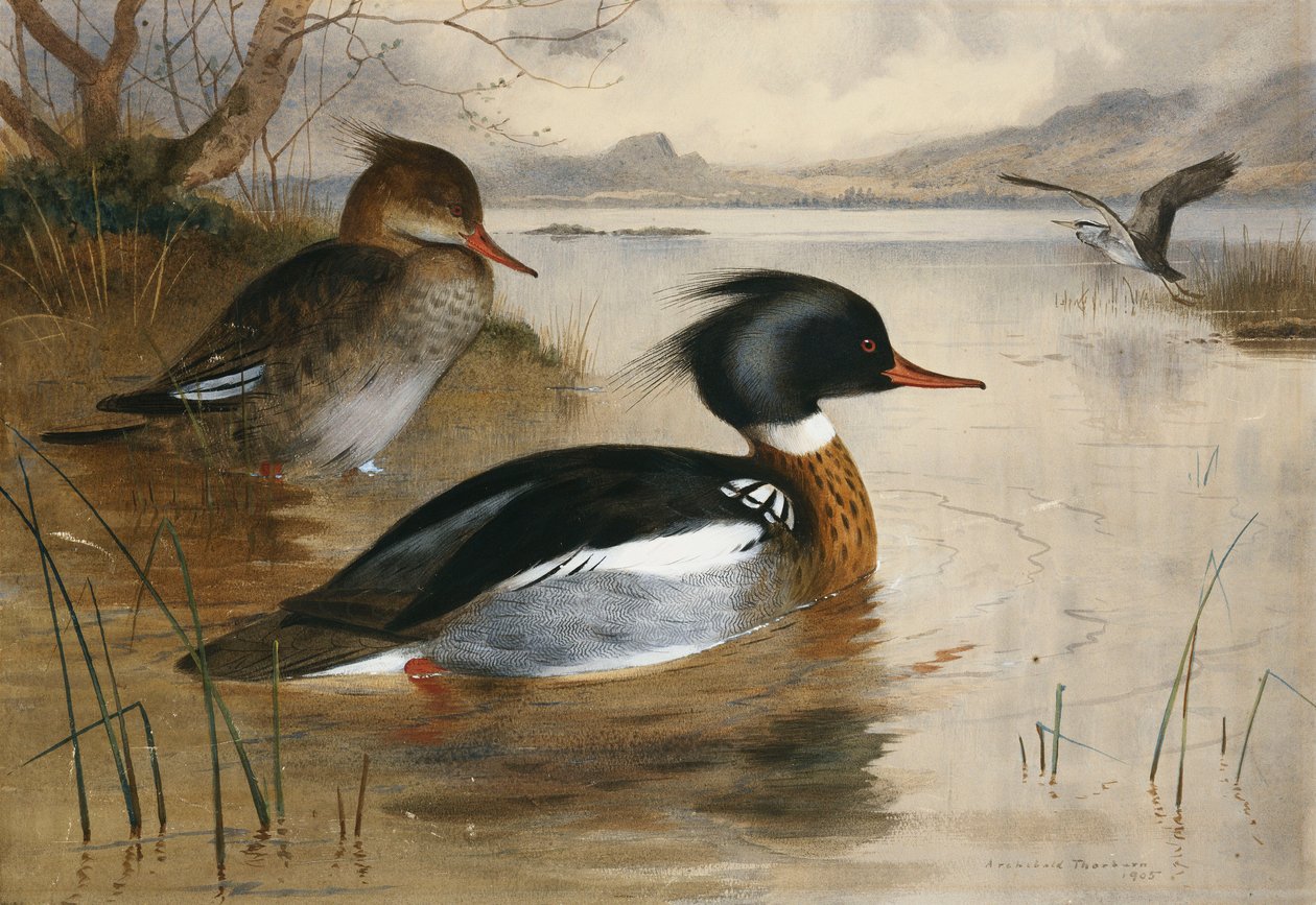 Säger auf Loch Maree von Archibald Thorburn