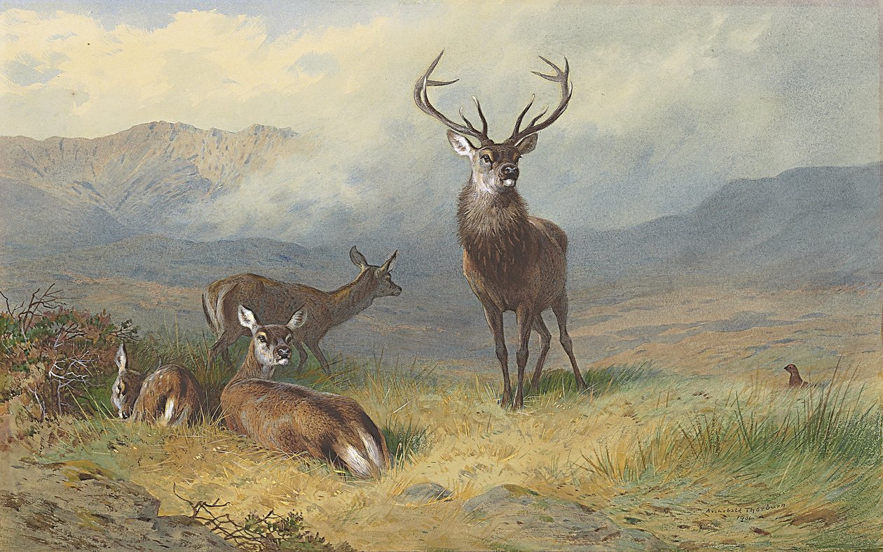 Monarch des Glen von Archibald Thorburn