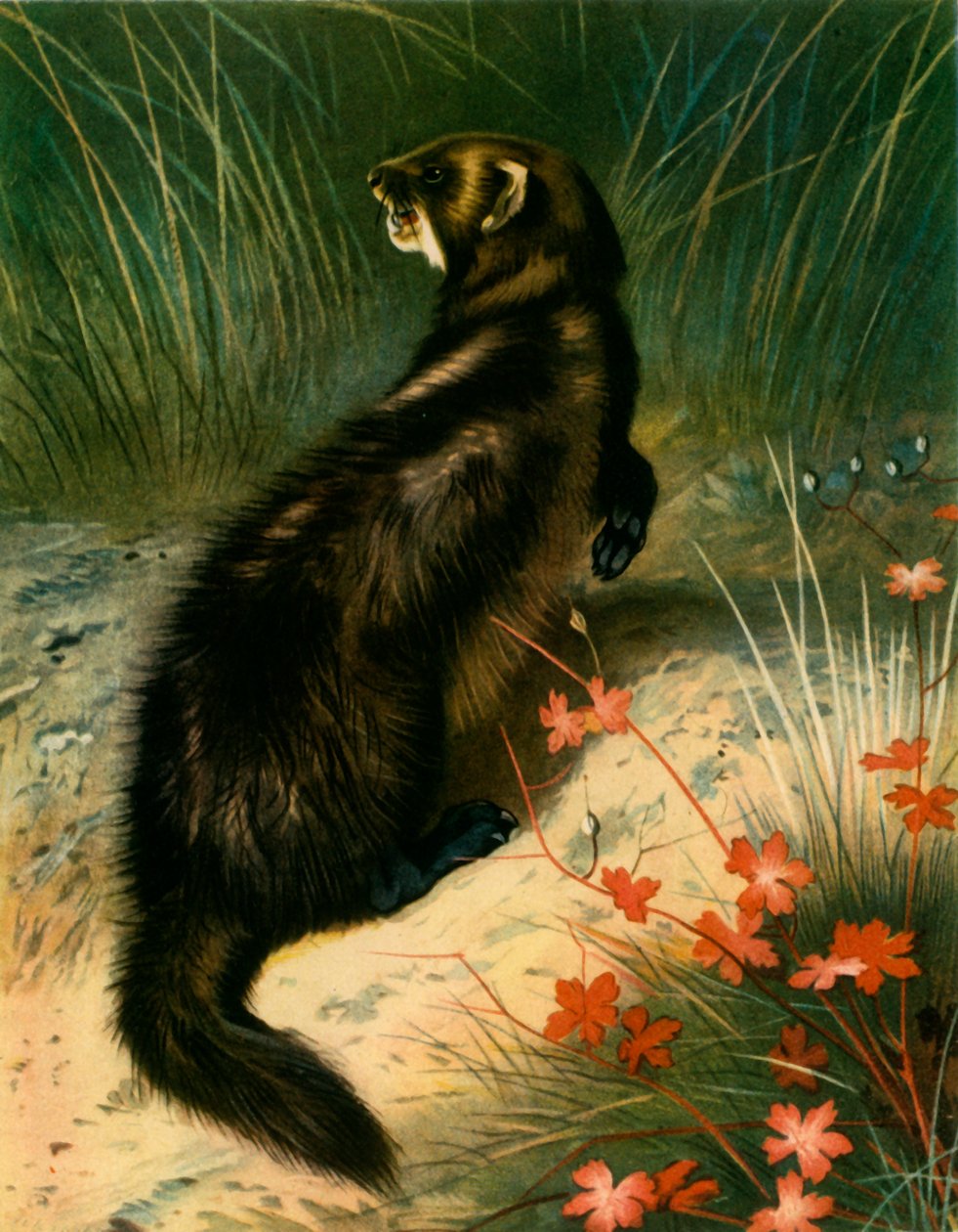 Iltis, ca. 1905, 1943 von Archibald Thorburn