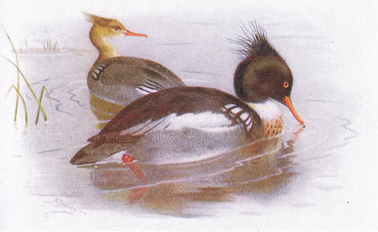 Mittelsäger von Archibald Thorburn