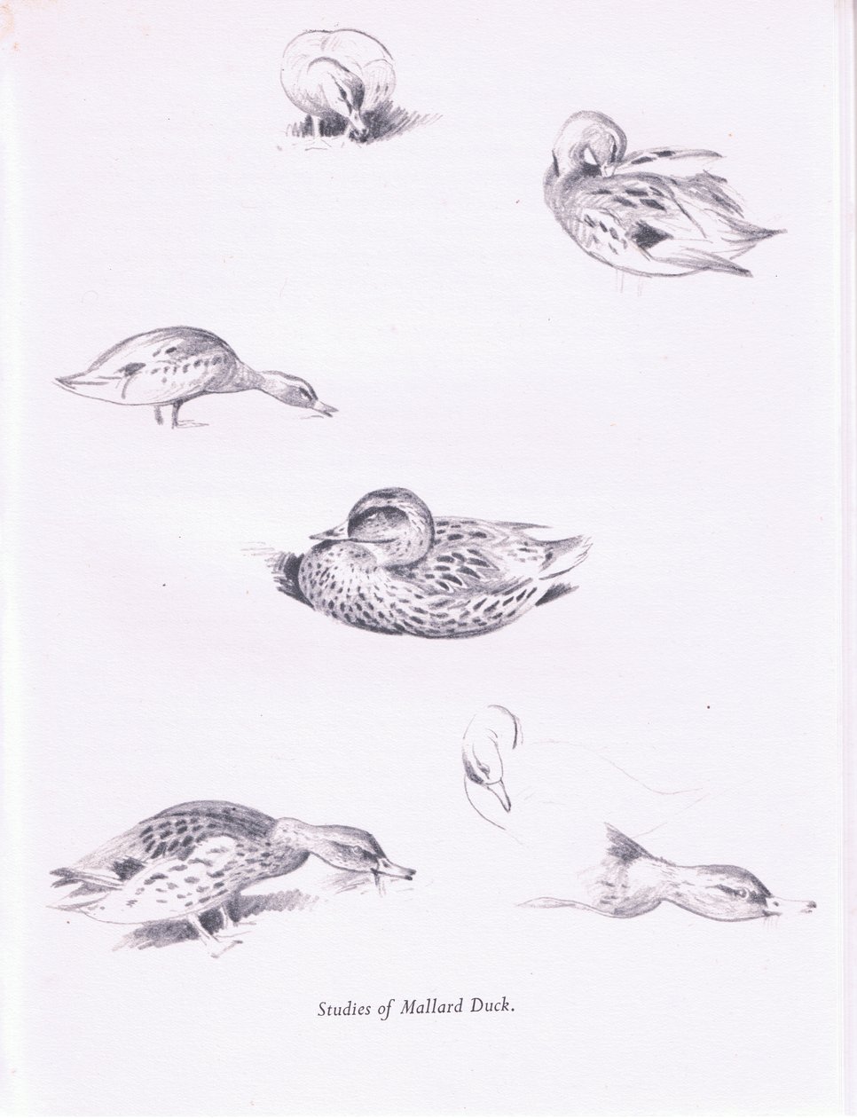 Studien von Stockenten von Archibald Thorburn