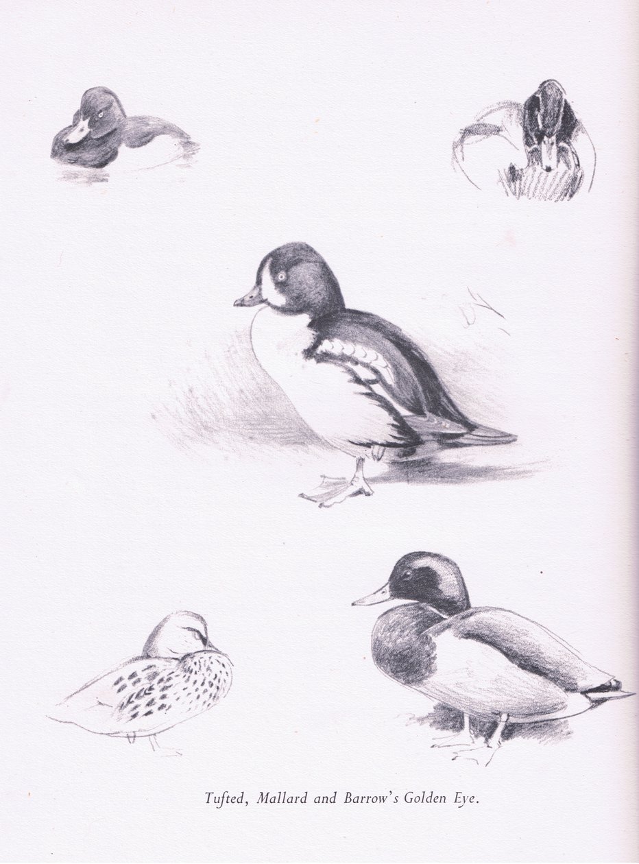 Reiherenten, Stockenten, Barrows Goldaugen von Archibald Thorburn