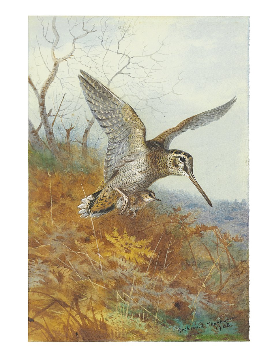 Waldschnepfe und Jungvögel von Archibald Thorburn