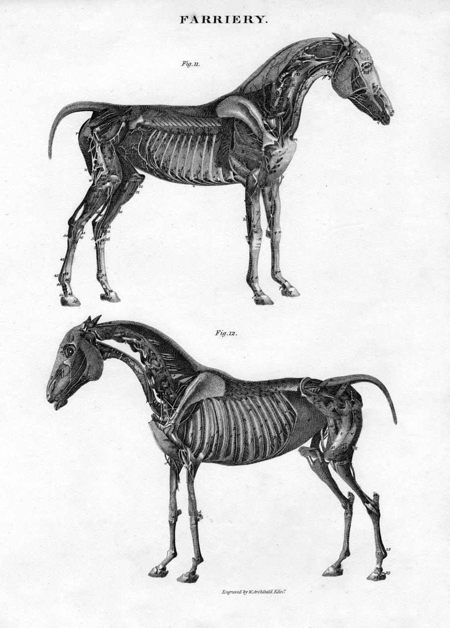 Anatomie eines Pferdes, 19. Jahrhundert von Archibald Webb