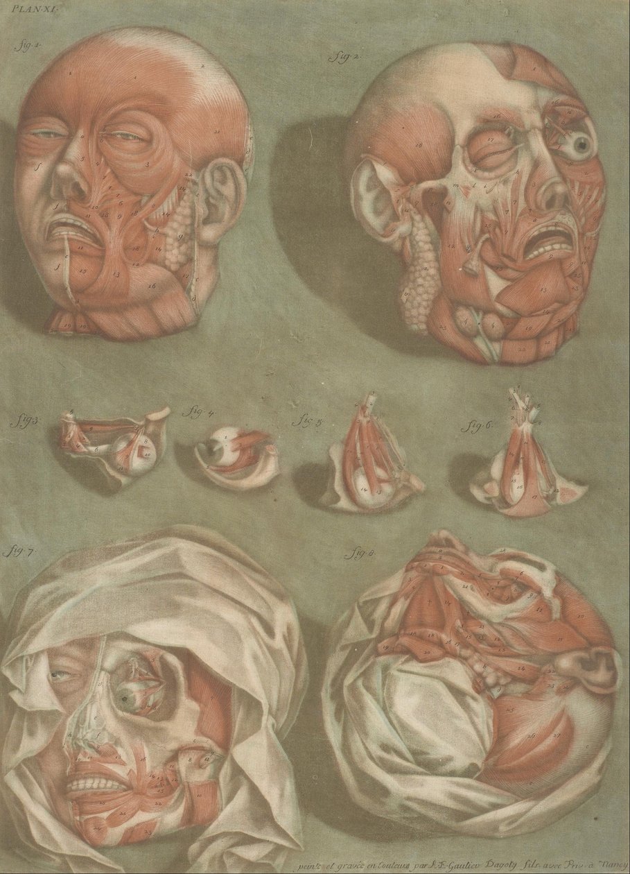 Tafel 11, Studien von Köpfen und Augen von Arnauld Eloi Gautier DAgoty