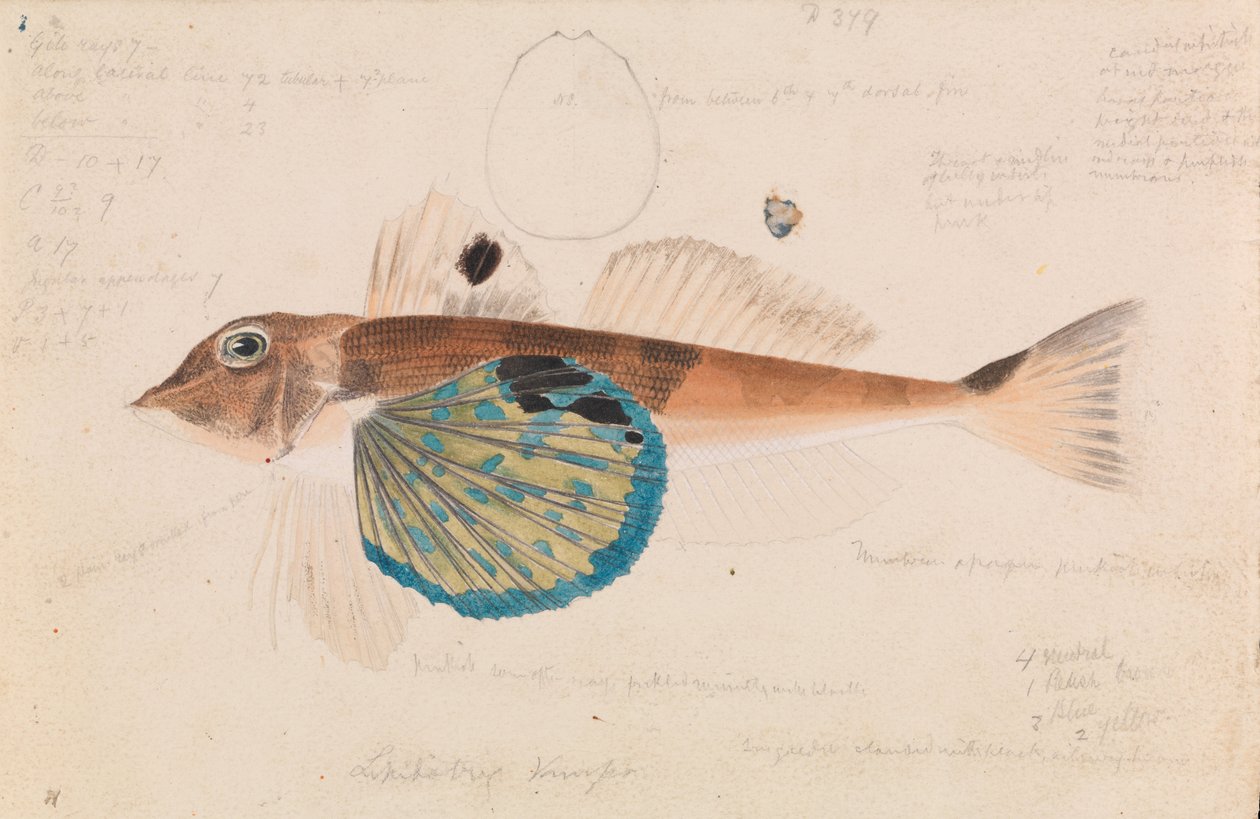 Schmetterlings-Gurnard, Lepidotrigla vanessa von Arthur Bartholomew