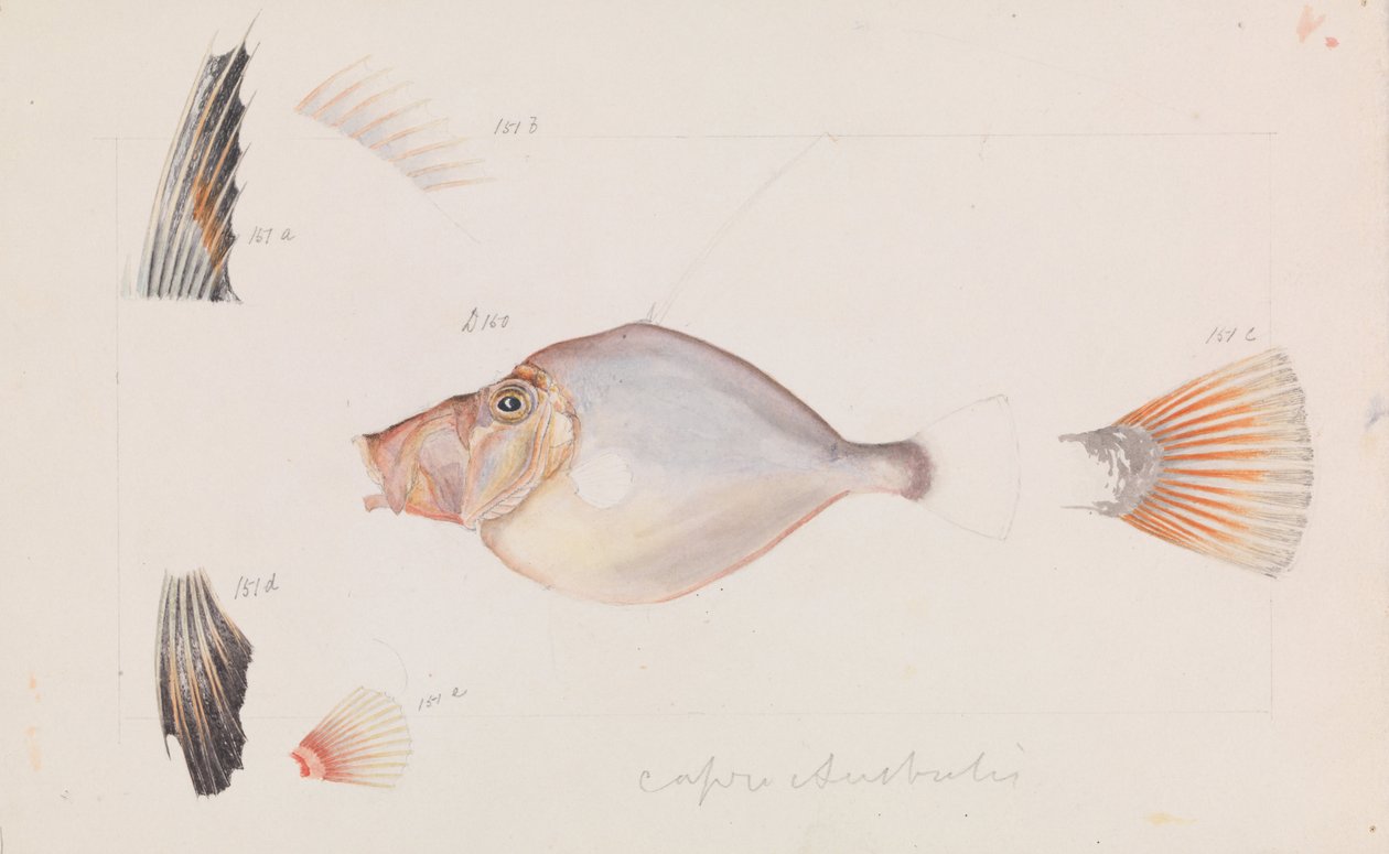 Silber-Dory, Cyttus australis von Arthur Bartholomew