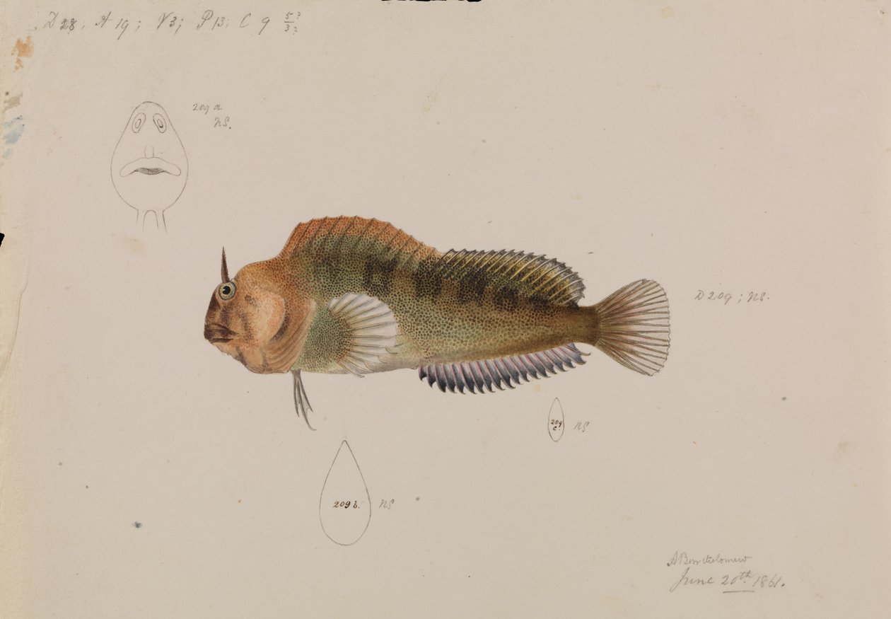 Tasmanischer Schleimfisch, Parablennius tasmanianus von Arthur Bartholomew
