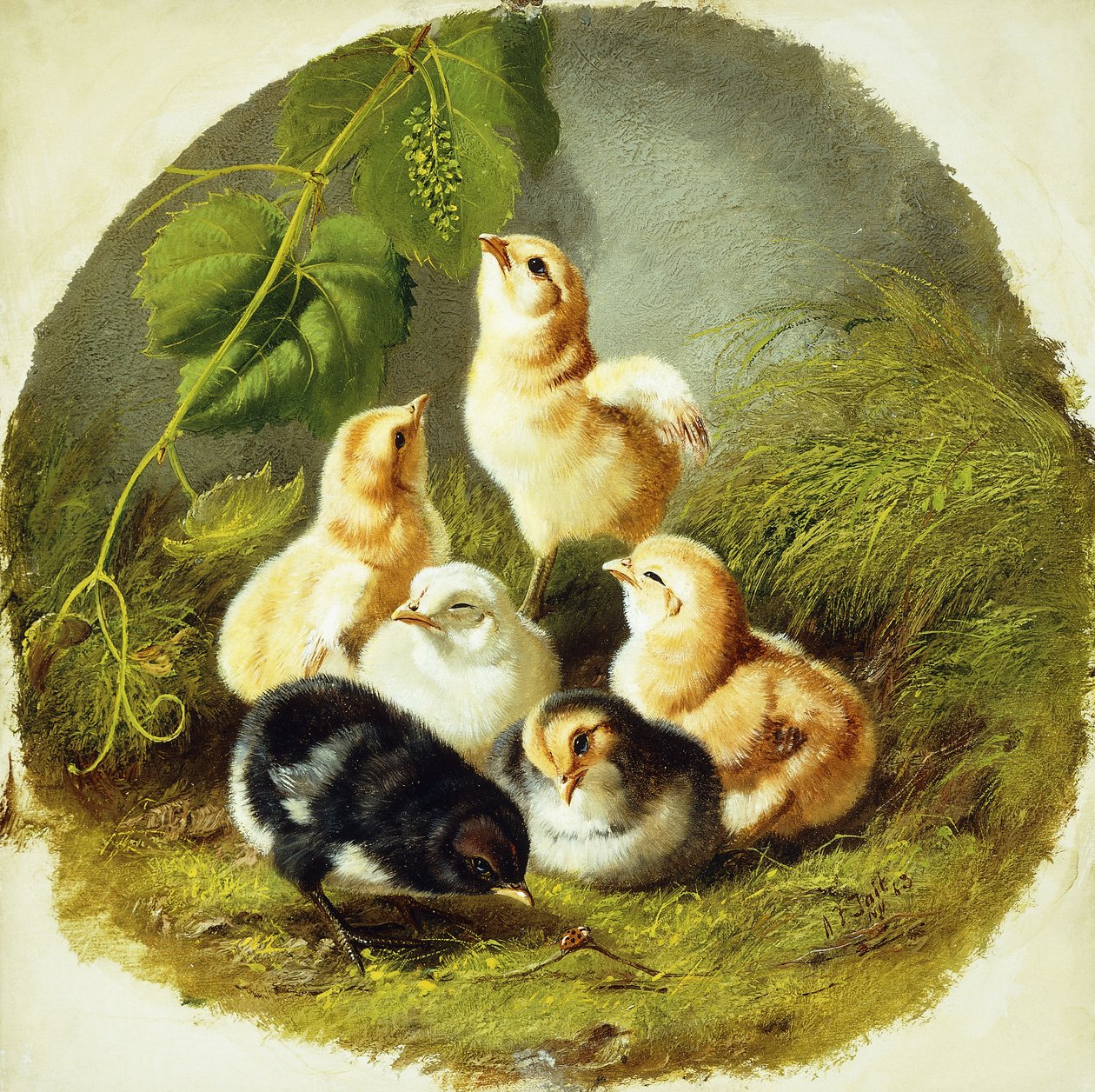 Küken, 1863 von Arthur Fitzwilliam Tait