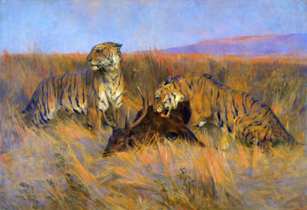 Tiger beim Töten von Arthur Wardle