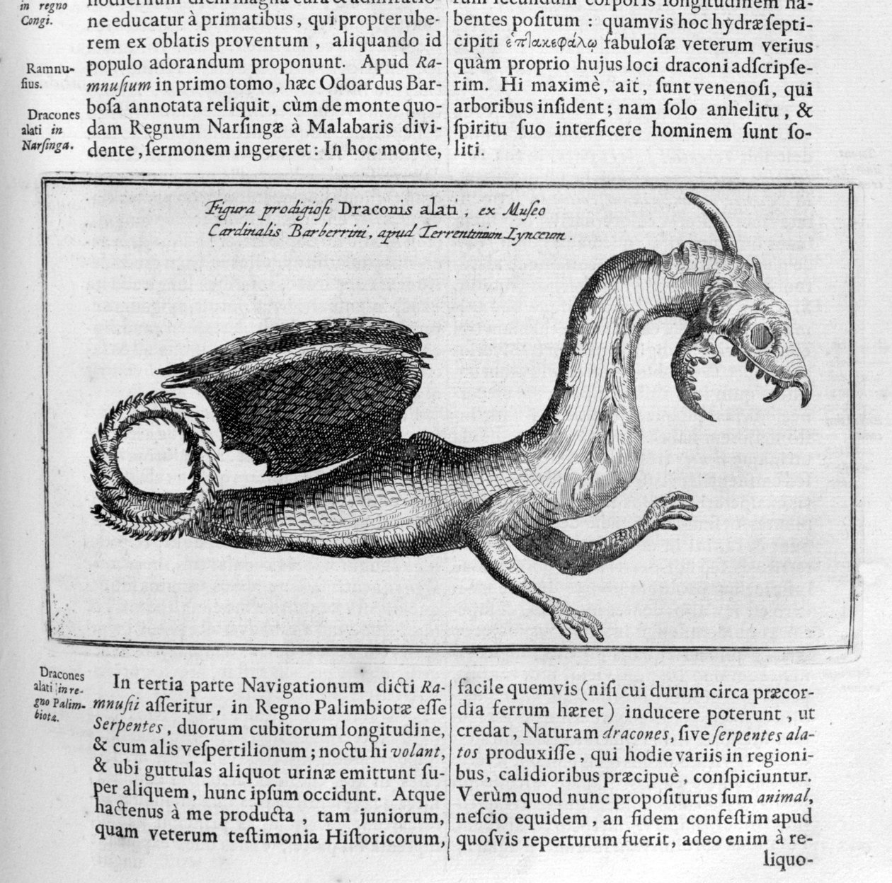 Drache, 1678 von Athanasius Kircher