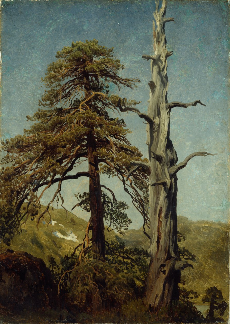 Studie von Bäumen von August Cappelen