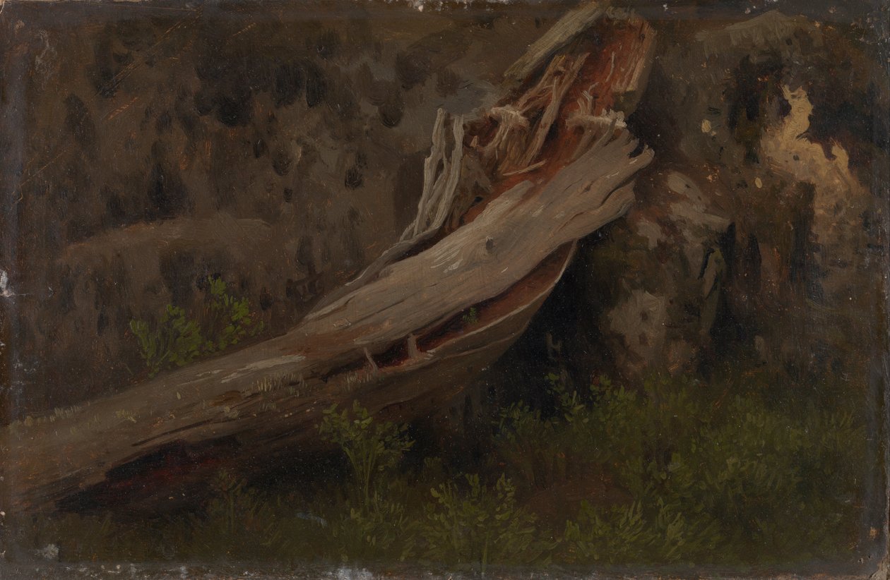 Studie eines verfallenden Baumstamms von August Cappelen