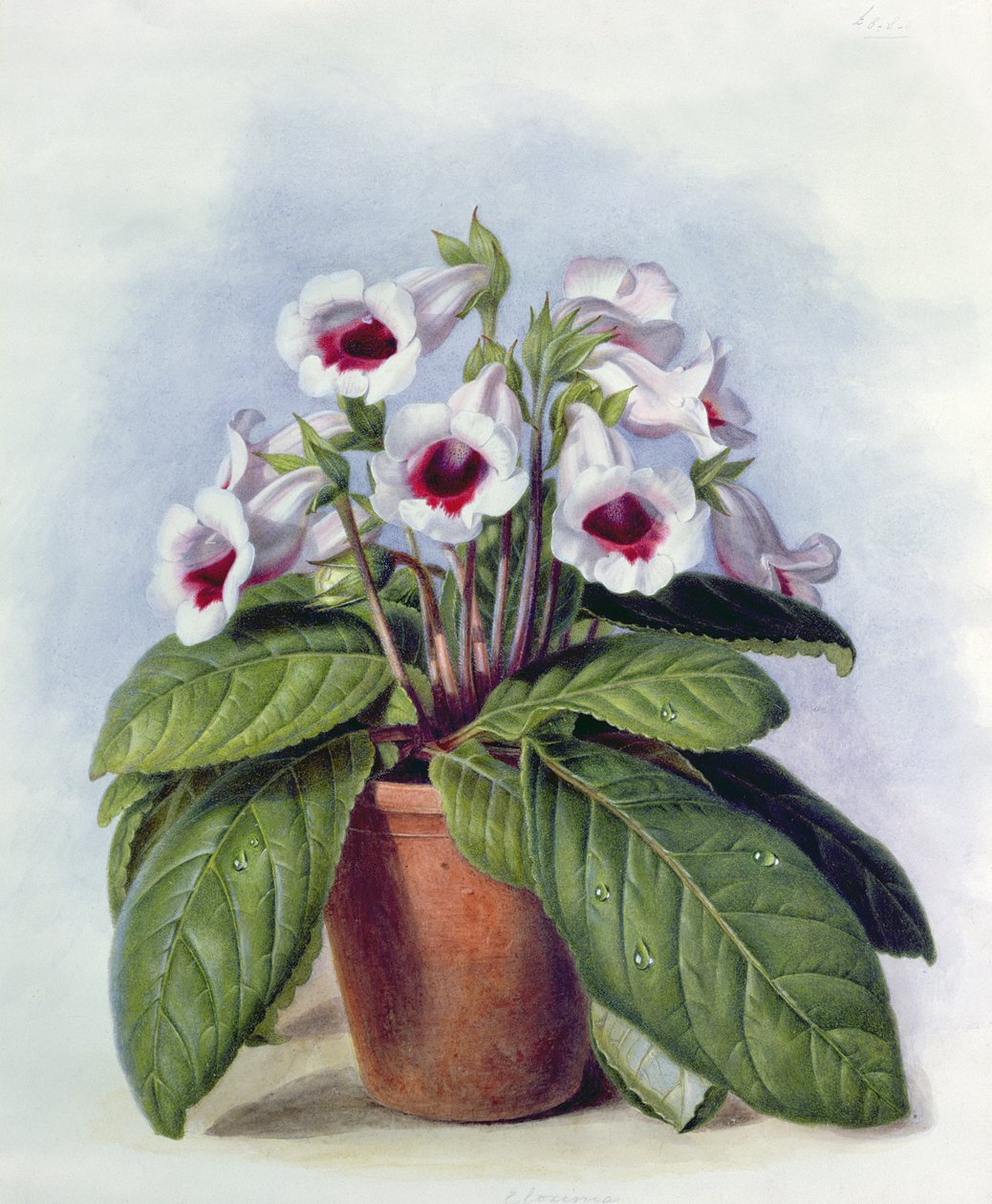 Gloxinie in einem Topf, ca. 1860 von Augusta Innes Withers