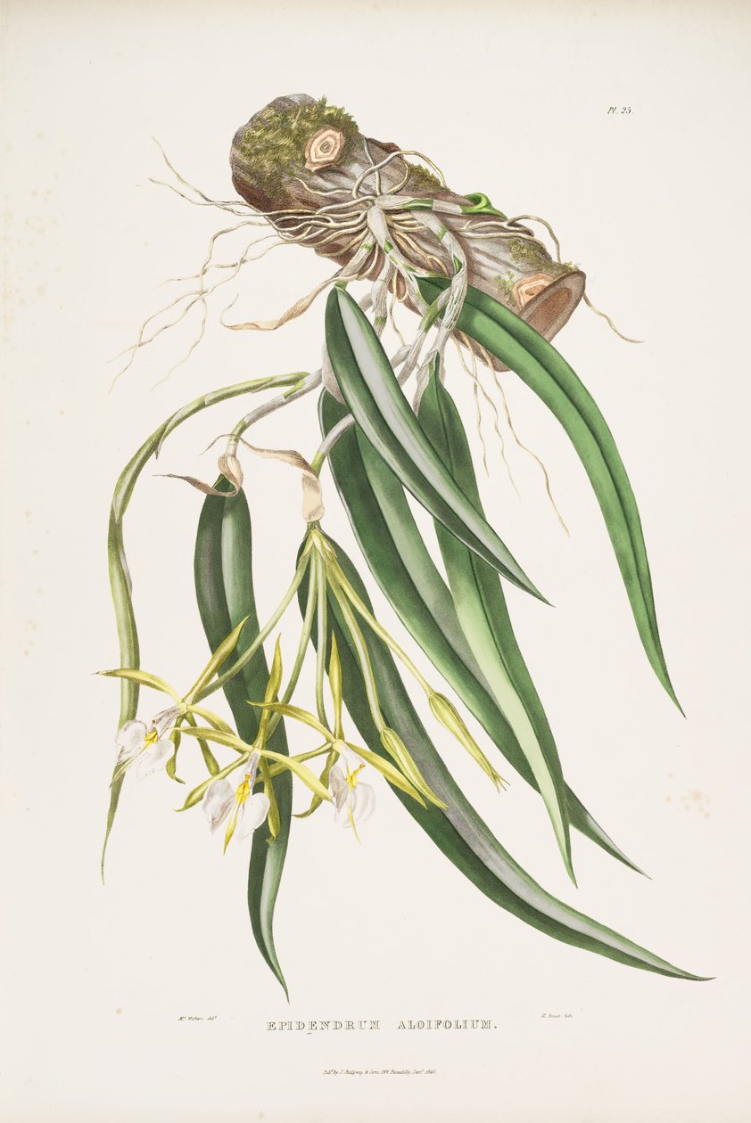 Illustration von Epidendrum parkinsonianum (als syn. Epidendrum aloifolium) von Augusta Innes Withers