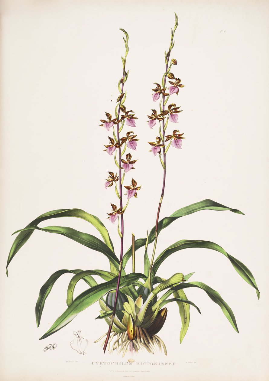 Illustration von Rhynchostele bictoniensis (als Syn. Cyrtochilum bictoniense) von Augusta Innes Withers