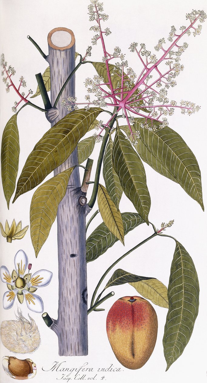 Mangifera indica von Austrian School