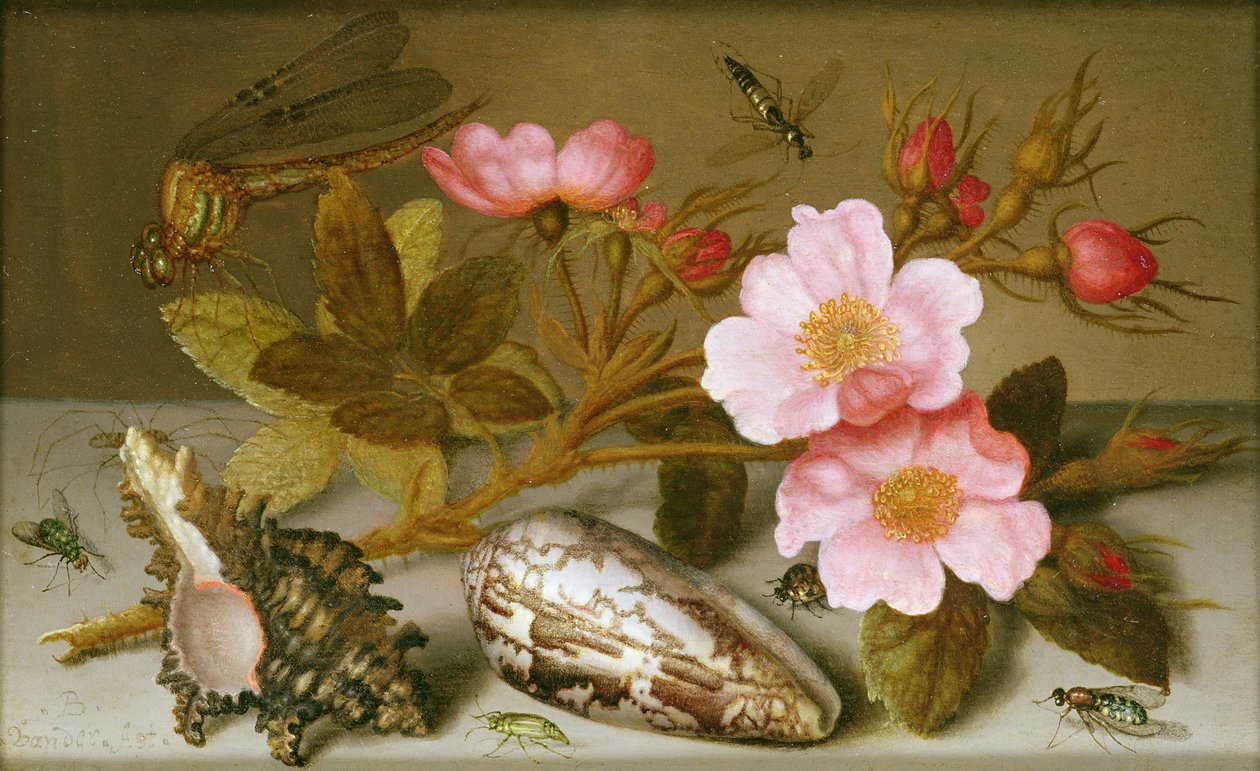 Stillleben mit Blumen, Muscheln und einer Libelle von Balthasar van der Ast