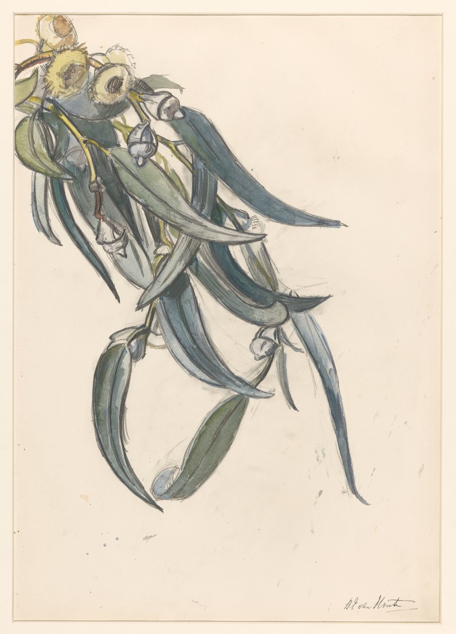 Blühender Zweig eines Eukalyptus von Barbara Elisabeth van Houten